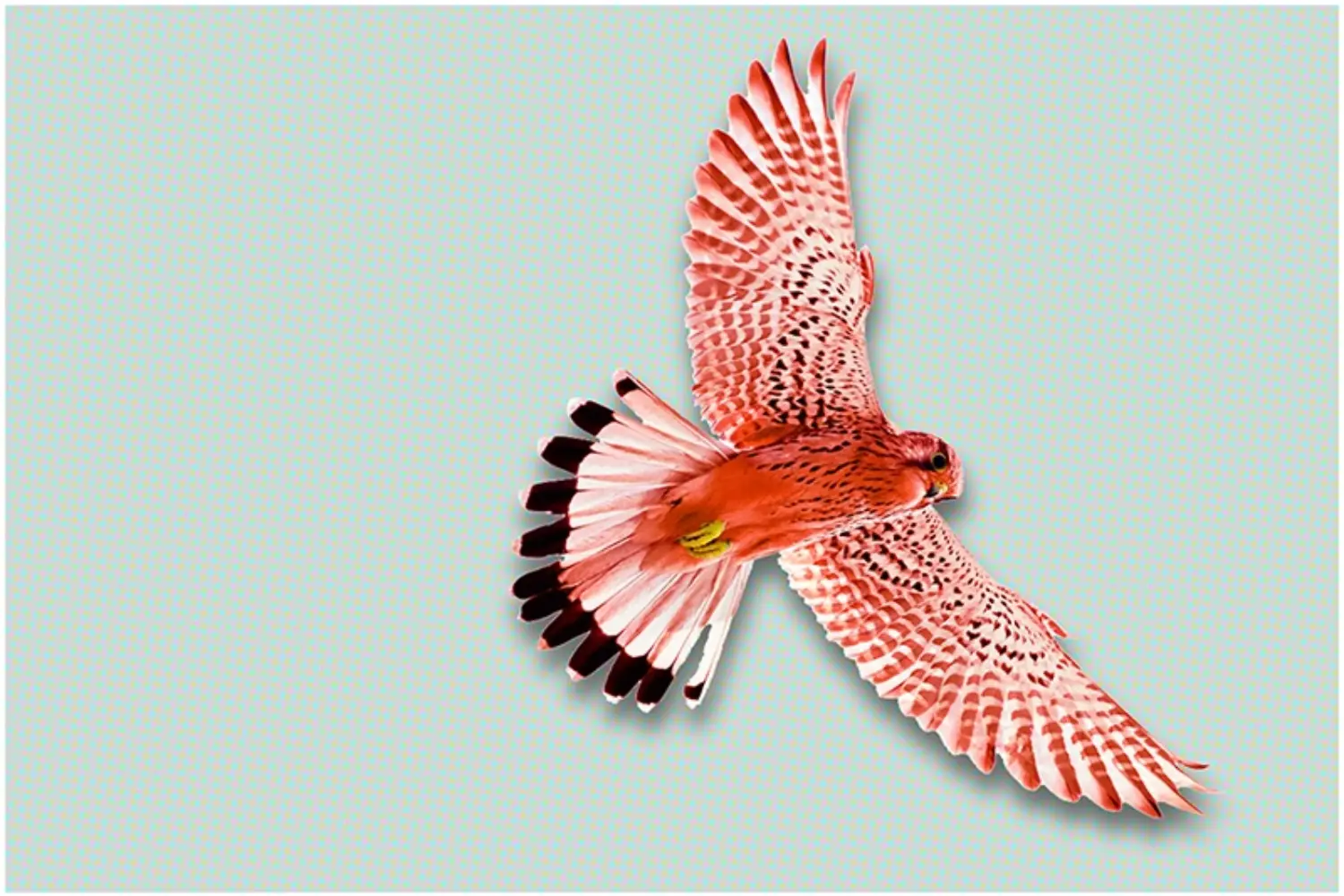 Roter Falke als Key Visual für SWA Swiss Auditors – Symbol für Überblick, Präzision und Prüfkompetenz