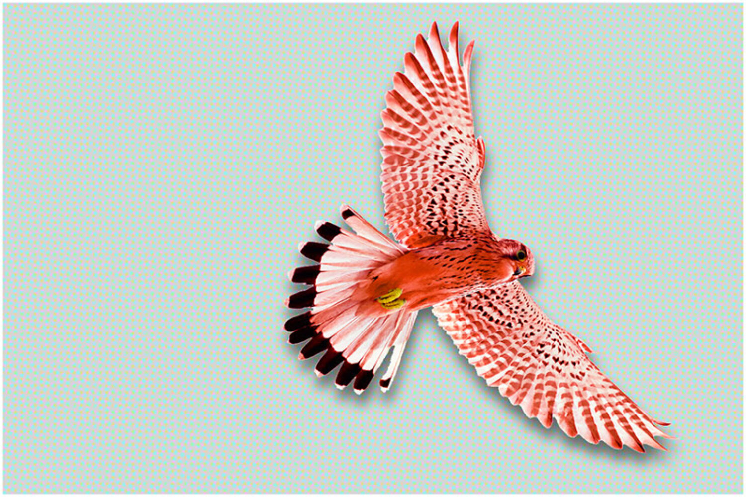 Roter Falke als Key Visual für SWA Swiss Auditors – Symbol für Überblick, Präzision und Prüfkompetenz