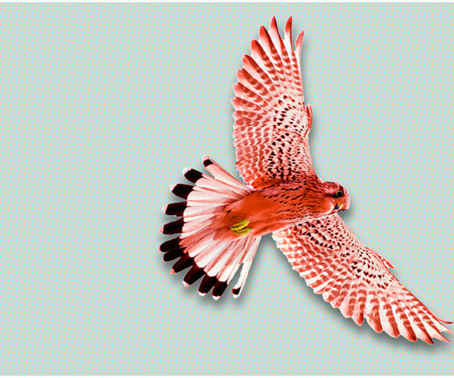 Roter Falke als Key Visual für SWA Swiss Auditors – Symbol für Überblick, Präzision und Prüfkompetenz